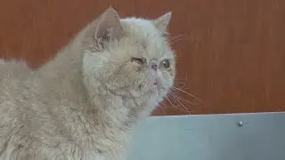 Pudge the cat and coach Eddie George help drive record-breaking season at BGSU