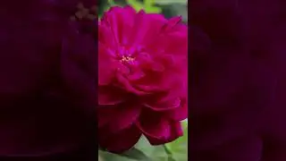 🌷 Smile & Bloom Together! 💐 | Friendship in Full Color 🌞💛 | January 13 Celebration 🌿✨