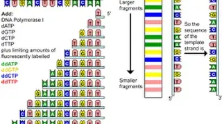 Nucleic Acid Sequencing
