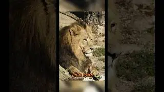 Puzzle - Lion king #jigsaw #puzzle #puzzles #animal