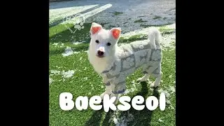 Meet Baekseol❤️ / #adoptmekoreanrescue #rescuedog 