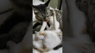 Cat Parenting 101: Watch as Adorable Kittens Learn Playful Tricks from their Skilled Mama!