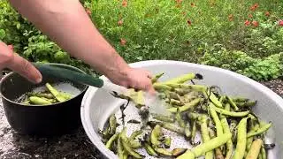 #food #cooking #cook #nature #rurallife Cooking Mazandarani Broad Beans #گیلانگردی #شمال#birds #