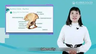 1 5Bones of the Pelvic Girdle  The Hip Bone