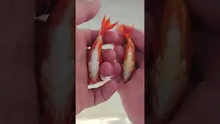 How to select pet Japanese wakin goldfish for your tank