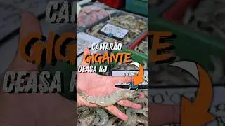 O camar&atilde;o gigante #viral