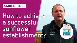 🌻Successful sunflower establishment with Algomel PROACT