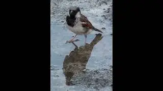 SPARROWS BATHTUB #birds #sparrows
