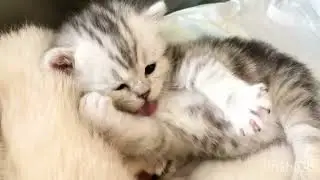 British Kittens Of Cat Kylie 21 Days Old. The Escape. Британским котятам кошки Кайли 21 день. Побег.