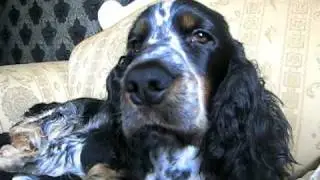 English Cocker Spaniel Daimer & Benz Lazy sleeping on the Couch (part 2)