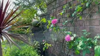 Repeat Blooming of Gertrude  Jekyll