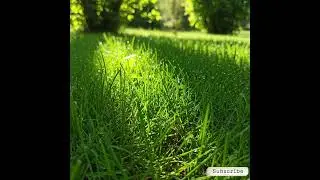 Morning Dew on Green Grass | Garden View | My Garden | Greenery #tinyearthtales
