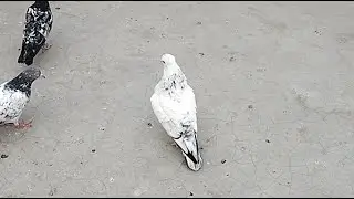 Ak Jhansi Pigeons 🕊🕊 is live #akjhansipigeons #kabutar #pigeon #viralvideos  #live 