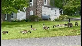 A flock of geese foraging in backyard #flock #geese #goose