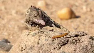 Swakopmund Living Desert Tour, Namibia, Africa