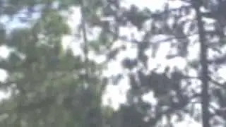 The man of the woods