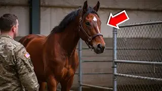 Ancien cheval de guerre reconna&icirc;t son partenaire dans un refuge &ndash; la r&eacute;union est bouleversante !