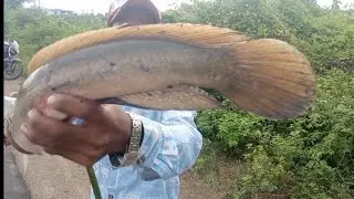 TALAB SNAKEHEAD LIVE ATTACKING VIDEOS || Top water fishing videos #snakeheadfishing #fishingvideo 