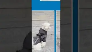 Waterproof Dog Rain Coat & Reflective Pet Vest &ndash; Durable & Stylish