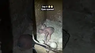 🐣new born baby budgie day 8#birds #blackfacebudgie #budgies #gta6 #gaming #animals #beauty #india