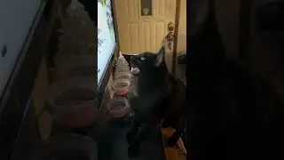 Binx watching some Birder King - SOUND ON for his little chirp at the end!