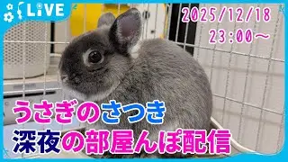 【深夜LIVE】うさぎのまったり部屋んぽタイム｜静かな夜の癒し配信　2025/12/18　Netherland Dwarf Bunny at Night