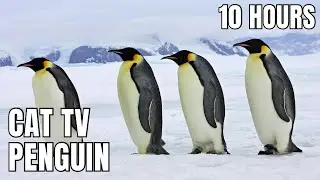 10 Hours of Relaxing Penguin Snow Ambience | Calm Winter Cat TV & Sleep Music