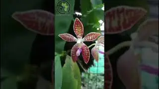 Phalaenopsis Corningiana