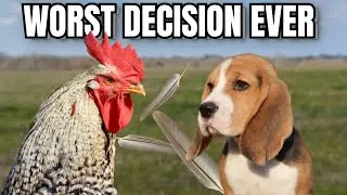 Я думала, что мой бигль справится с курами&hellip; Я ошибалась 😳🐔