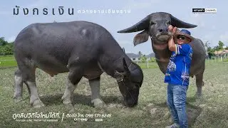 #มังกรเงิน #ค่าตัว8ล้าน #น้องรุ่งเพชร แม่เดียวกัน เหนือสยามฟาร์มควายไทย ขึ้นต้นเงินหลาย 10ล้าน