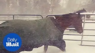Horses immediately regret running out of barn into the snow - Daily Mail