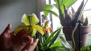 Paphiopedilum - La magia dei fiori