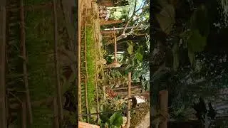 #bali#zoo#junglesafari #indonesia #wildanimals #youtubeshorts #ytshorts #travel #nature