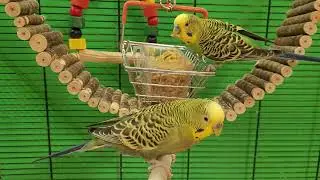 Happy budgie sounds for pet birds | Play this video on loop while away | Video for cats to watch
