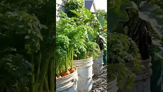 How I Grow Plants on a Small Apartment Balcony