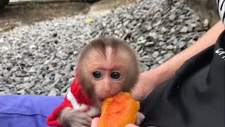 My Baby Monkey Can Eat Pumpkin | MAOCAU FAMILY