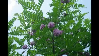 Робиния нью-мексиканская 09.06.19