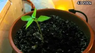 Red Savina Habanero Chili Timelapse