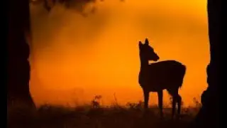 Steven Dunn  -  The Deer of the Dawn - Psalm 22
