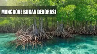Mangrove Rusak, Pesisir Terancam: Masalah Nyata Indonesia