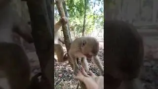 Laught little moneys 😂🤣#animals #monkeys #animals2024 #zoo #pets #monkeys2024
