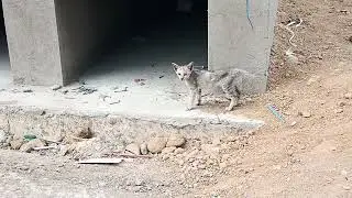 Kucing abu abu