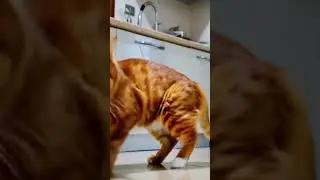 CAT DANCING #catcooking #cat #chef #chefwhiskers #catlover #culinaryarts #adorablechef #cute #dance