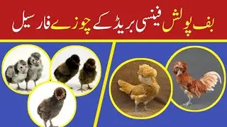Fancy Chicks For Sale | Top Quality Chicks 😍 Part 7