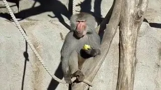 Alpha male Rezső eats apple (Hamadryas Baboon, Budapest Zoo)