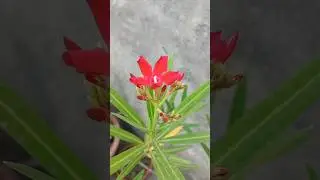Kaner Plant #shorts #short #agriculture