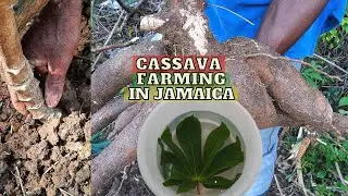 Посадка и сбор урожая маниоки / Польза маниоки / Выращивание маниоки на Ямайке