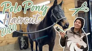 POLO PONY HAIRCUT!! | Clipping Tips & Tricks | Hailey Liberty