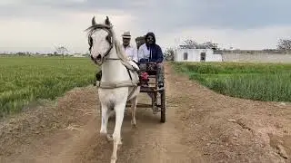 Horse buggy ride for a long distance