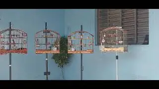 treinamento de colero de torneio